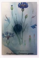 Plants Bleed Lakes Cornflower by Janet Laurence contemporary artwork sculpture