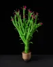 Plant 40 by Nina Katchadourian contemporary artwork Painting