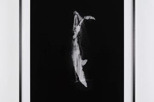 Dorothy Cross