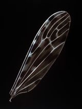 Baby Wings 1 by Angelika Krinzinger contemporary artwork photography