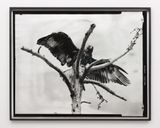 Eight beast by Gerard Byrne contemporary artwork photography