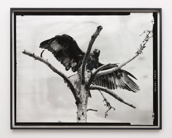 Eight beast by Gerard Byrne contemporary artwork Photography