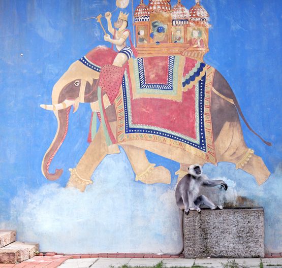 Monkey and blue wall by Eric Pillot contemporary artwork Photography