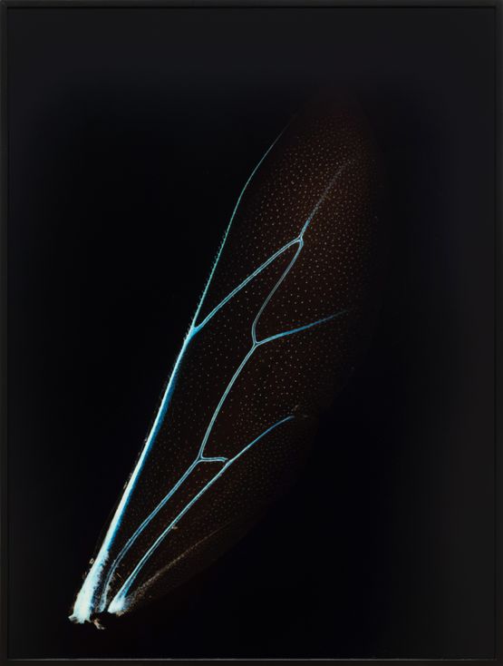 Learning To Fly 4 by Angelika Krinzinger contemporary artwork Photography