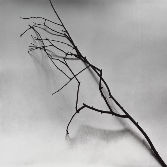 Whispers of Trees - Osmanthus Fragrant by Chu Chu contemporary artwork Works on Paper