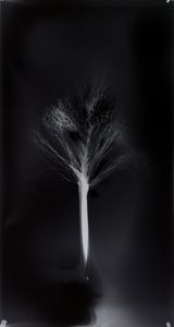 Untitled from Clearing by Simryn Gill contemporary artwork photography