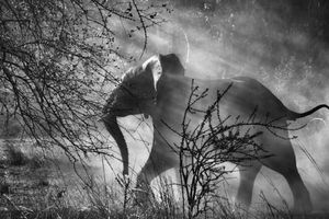 Sebastiao Salgado