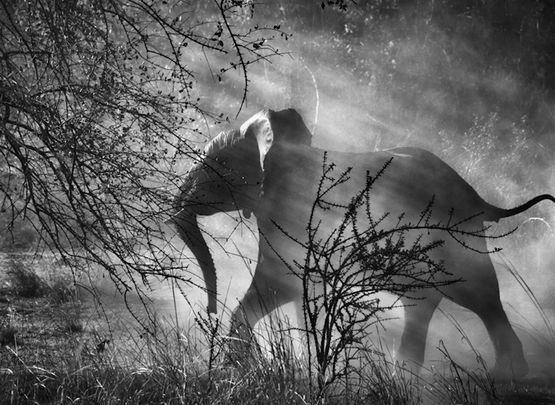 Kafue National Park Zambia elephant against light by Sebastiao Salgado contemporary artwork Print