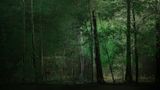 Dissolving Forest by Marshmallow Laser Feast contemporary artwork moving image
