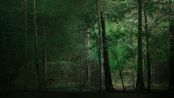 Dissolving Forest by Marshmallow Laser Feast contemporary artwork Moving Image