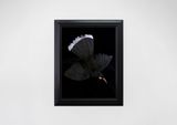 Tominikos Male Huia in Flight by Fiona Pardington contemporary artwork print