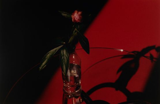 Peony red floor by Samuel Laurence Cunnane contemporary artwork Photography