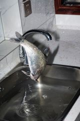 Untitled Bream by Fang Daqi contemporary artwork photography print