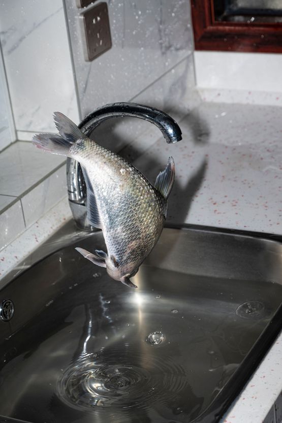 Untitled Bream by Fang Daqi contemporary artwork Photography