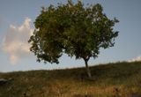 Backwards Growing Tree by David Claerbout contemporary artwork moving image