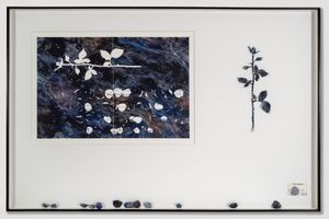Yang Chung-Ming