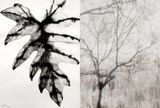 Reflections Nature Series 6  11 by Barbara Edelstein contemporary artwork drawing painting works on paper