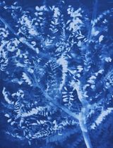 Herbarium Pagoda Tree S. japonicum 2 by Zhang Dali contemporary artwork photography sculpture
