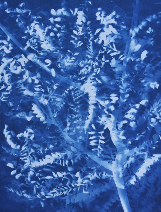 Herbarium Pagoda Tree S. japonicum 2 by Zhang Dali contemporary artwork Sculpture