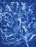 Herbarium Pagoda Tree S. japonicum 2 by Zhang Dali contemporary artwork Sculpture