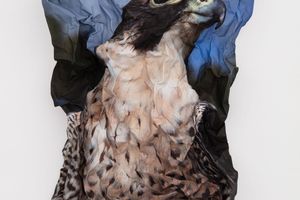 Marcus Coates