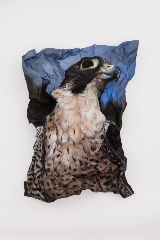 British Birds of Prey Peregrine Falcon by Marcus Coates contemporary artwork Works on Paper