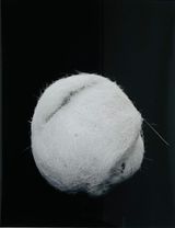 Untitled Sculpture Series by Marie Shannon contemporary artwork photography