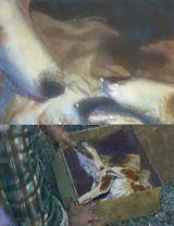 Put It Somewhere Couple Memories by Sarah Fripon contemporary artwork painting
