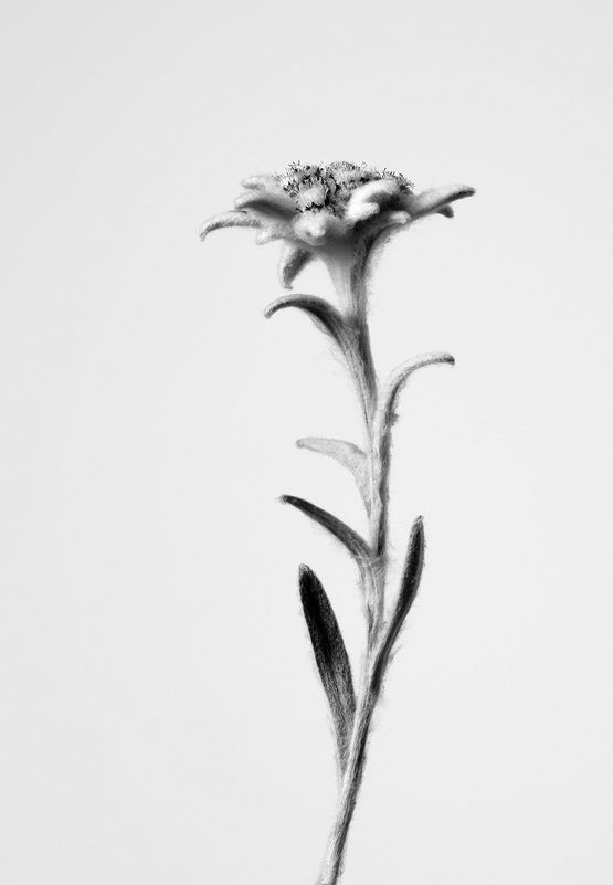 Leontopodium alpinum 3 Edelwei 3 by Peter Mathis contemporary artwork Photography