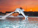 Dolphin Fountain by Farah Al Qasimi contemporary artwork print