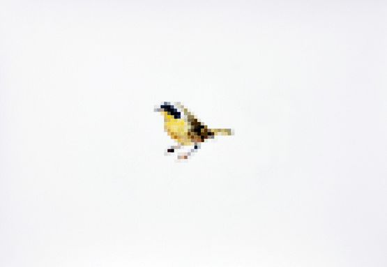 Common Yellowthroat by Marcus Coates contemporary artwork Painting