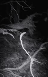 Nocturnal Assembly 6 by Anne Noble contemporary artwork print
