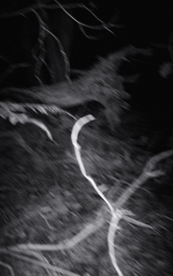 Nocturnal Assembly 6 by Anne Noble contemporary artwork Print