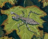 Carolina Mantis by Claudia Keep contemporary artwork painting
