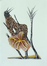 Auffallige Bedeckt- und Nacktsamer 2 by Hartmut Neumann contemporary artwork drawing works on paper