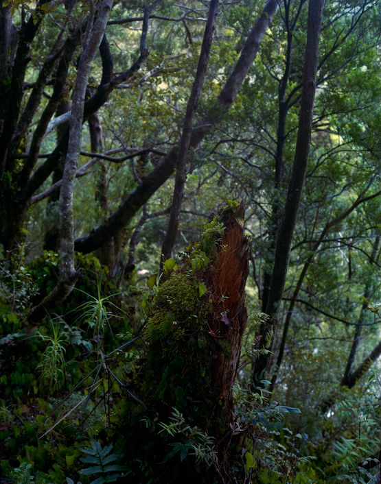 22. 6. 2014. Totara Stump Astronomers Point Pickersgill Harbour Tamatea-Dusky Sound by Mark Adams contemporary artwork Photography
