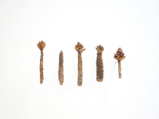 Las flours digl got - Sciurus by Mirko Baselgia contemporary artwork Mixed Media