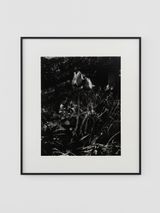 Tulipes noires Le Buisson avril 2025 by Jean-Luc Moulene contemporary artwork photography