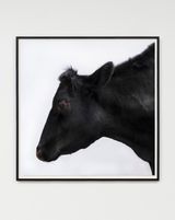 Untitled Red eye by Paul Seawright contemporary artwork photography
