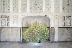 Karen Knorr