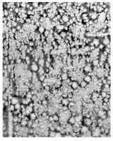 Crystals IX by Tomoko Yoneda contemporary artwork photography