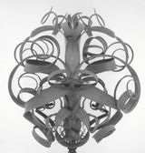 Plant Portrait - Tillandsia 03 by Ji Zhou contemporary artwork photography print