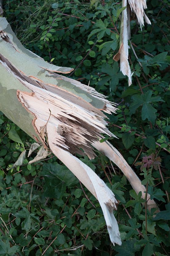 Lignin duress d by Wolfgang Tillmans contemporary artwork Photography
