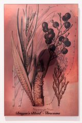Plants Bleed Lakes Dragons Blood by Janet Laurence contemporary artwork sculpture