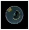 Archive of Dust British Museum Room 18 no.2 by Dane Mitchell contemporary artwork Print