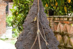 Giuseppe Penone
