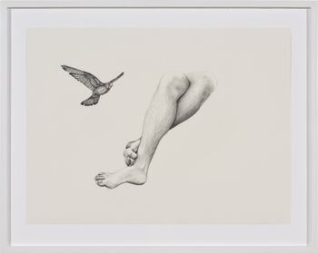 Inseparable Nankeen Kestrel by Patricia Piccinini contemporary artwork drawing works on paper