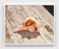 Moonsnail in Knobbed Whelk by Roe Ethridge contemporary artwork Print