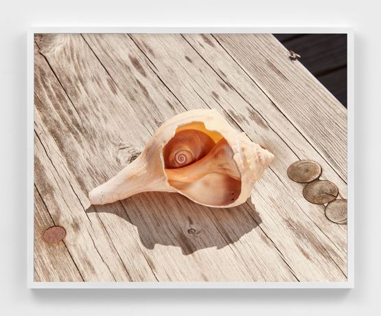 Moonsnail in Knobbed Whelk by Roe Ethridge contemporary artwork Print
