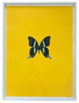 New Beginnings III by Damien Hirst contemporary artwork print